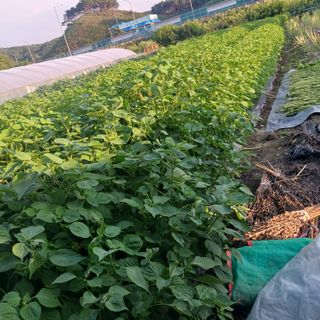 오화순님의 자유주제 · 자유게시판 작성글 사진