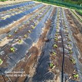 팜모닝 자유주제·자유게시판 게시글 이미지