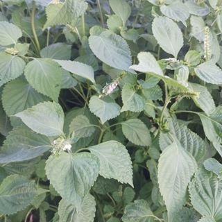 오화순님의 자유주제 · 자유게시판 작성글 사진