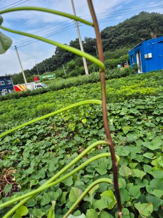 김상진님의 자유주제 · 자유게시판 작성글 사진