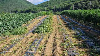 손윤영/수채화농원님의 작성글 사진