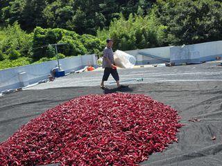 고추농사 정 미라님의 자유주제 · 자유게시판 작성글 사진