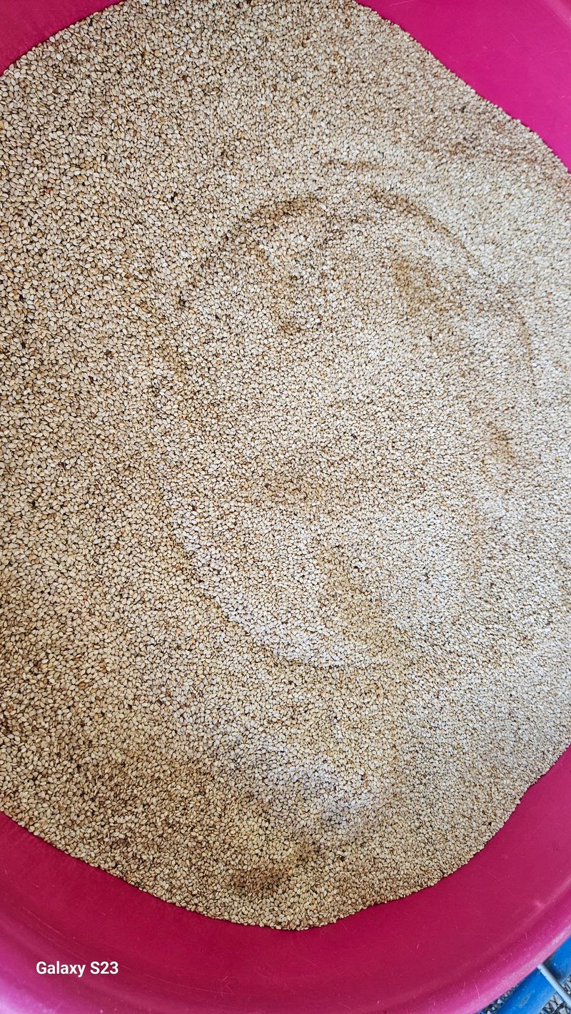 손윤영/수채화농원님의 장터 판매 상품 [참깨 1.5kg] 첨부 사진