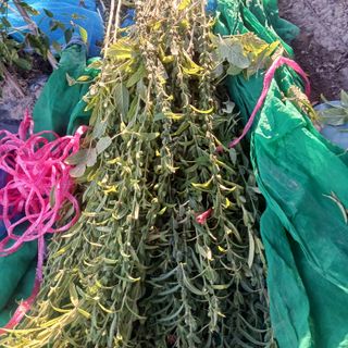 오화순님의 자유주제 · 자유게시판 작성글 사진