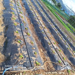 (복조리농장)김찬두님의 자유주제 · 자유게시판 작성글 사진