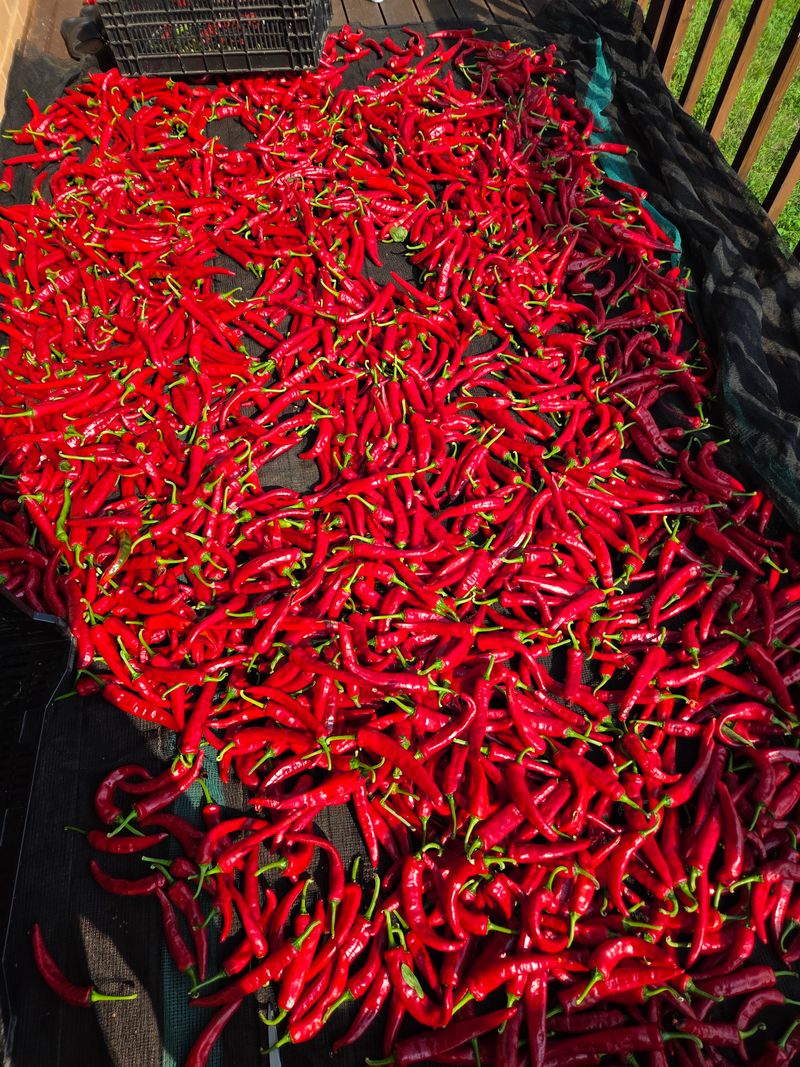 장터 상품 [햇고추가루] 썸네일