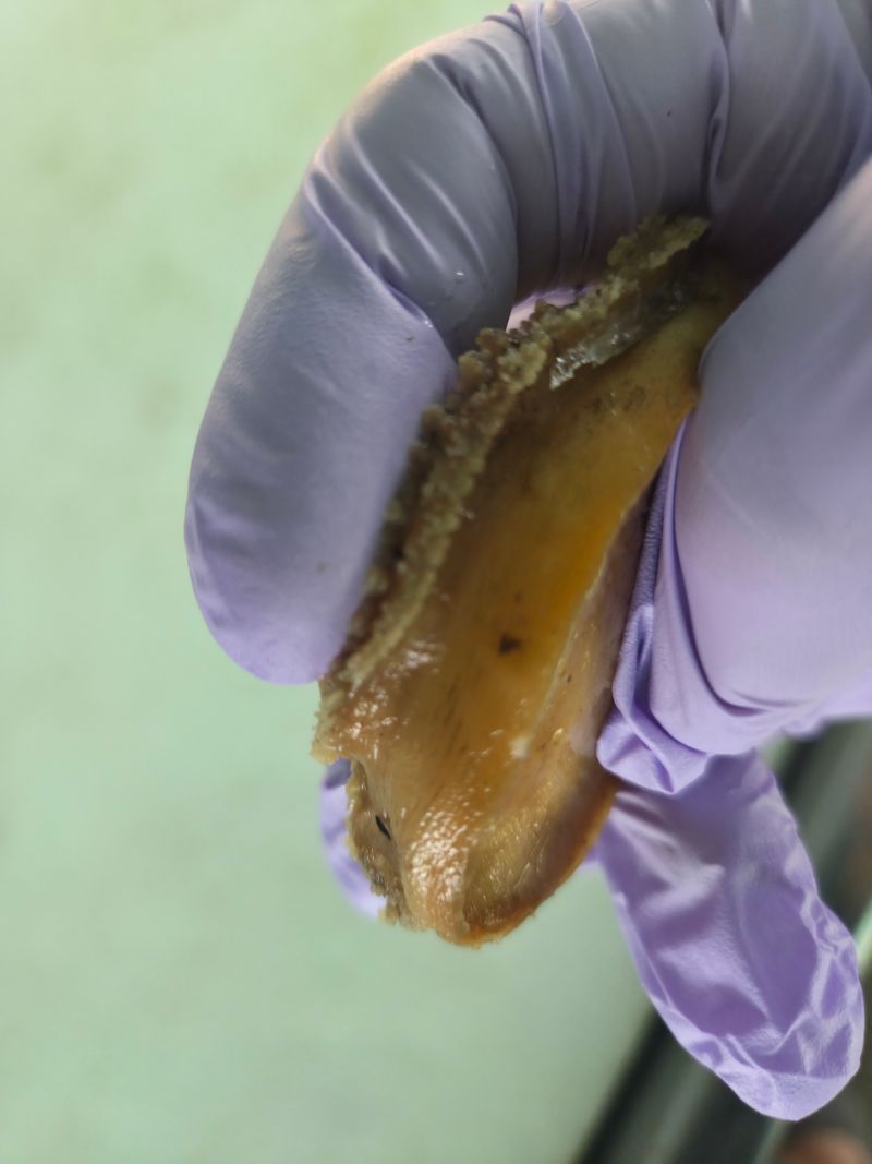 김진국님의 장터 판매 상품 [완도 손질 자숙전복 전복 선물세트(2팩 10마리)] 첨부 사진