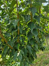 팜모닝 자유주제·자유게시판 게시글 이미지