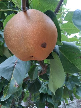 영산면신제리덕산님의 배·비료•농약 작성글 사진