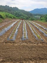 팜모닝 자유주제·사진전 게시글 이미지