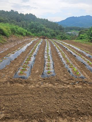 고사리.밤.육쪽마늘님의 자유주제 · 사진전 작성글 사진
