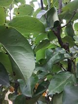 영산면신제리덕산님의 배·비료•농약 작성글 사진