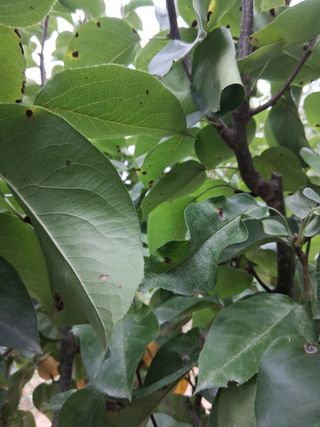 영산면신제리덕산님의 배 · 비료•농약 작성글 사진