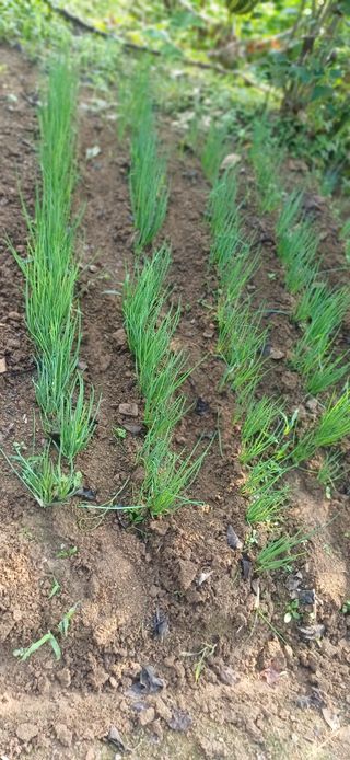 초보퍼머5도2촌준비님의 자유주제 · 자유게시판 작성글 사진