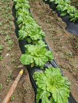 팜모닝 자유주제·자유게시판 게시글 이미지