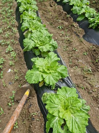 당근한개님의 자유주제 · 자유게시판 작성글 사진