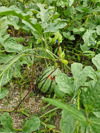 당근한개님의 자유주제 · 자유게시판 작성글 사진