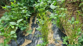 아침농원님의 자유주제 · 자유게시판 작성글 사진