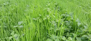 영원한한길님의 농사, 무엇이든 물어보세요! · 참여글 작성글 사진