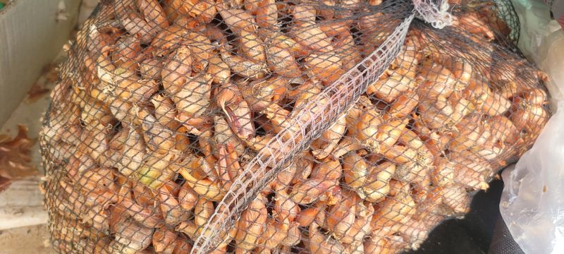 딸랑구와땡보님의 장터 판매 상품 [쪽파 종구 판매합니다(판매완료)] 첨부 사진