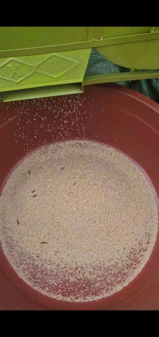 옥천서화농님의 자유주제 · 자유게시판 작성글 사진