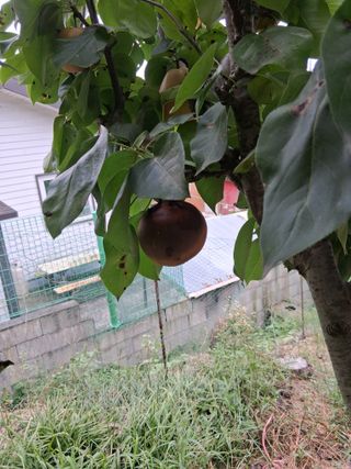 영산면신제리덕산님의 배 · 비료•농약 작성글 사진