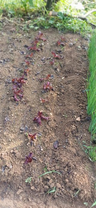 초보퍼머5도2촌준비님의 자유주제 · 자유게시판 작성글 사진