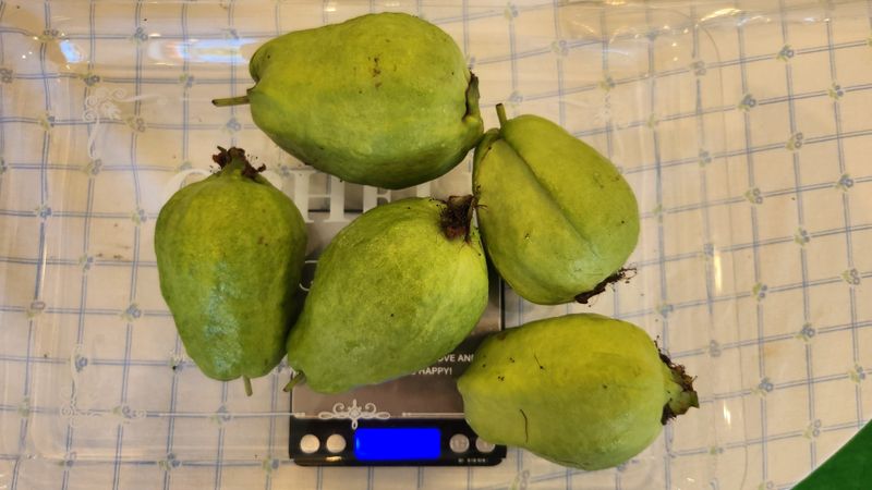 정미리님의 장터 판매 상품 [전남 여수 구아바 1kg 5과 생과] 첨부 사진