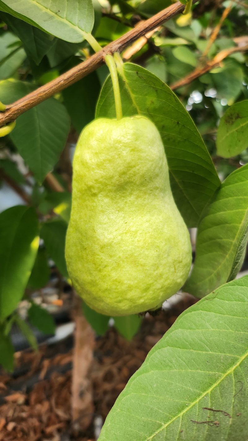 정미리님의 장터 판매 상품 [전남 여수 구아바 1kg 5과 생과] 첨부 사진