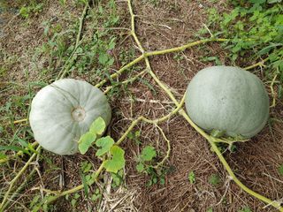 호성기님의 자유주제 · 자유게시판 작성글 사진