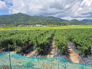 사천시향촌동 돼지띠님의 자유주제 · 자유게시판 작성글 사진