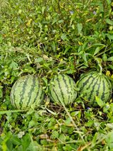 팜모닝 자유주제·자유게시판 게시글 이미지