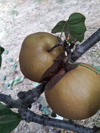 영산면신제리덕산님의 배 · 비료•농약 작성글 사진