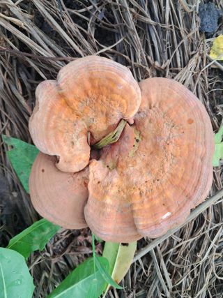 조명희님의 자유주제 · 자유게시판 작성글 사진