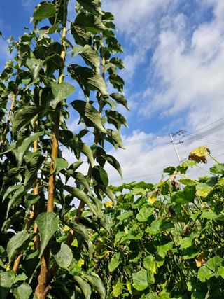 종이박님의 자유주제 · 자유게시판 작성글 사진