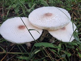 조명희님의 자유주제 · 자유게시판 작성글 사진