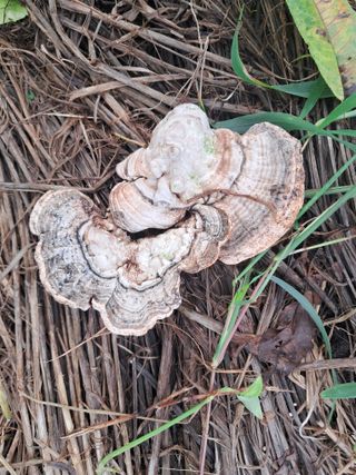 조명희님의 자유주제 · 자유게시판 작성글 사진