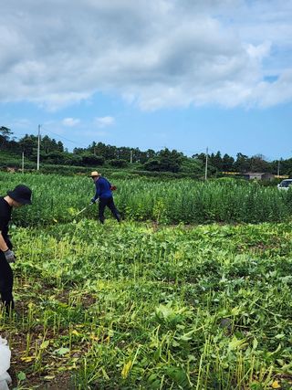 제주부자팜님의 자유주제 · 자유게시판 작성글 사진