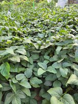 팜모닝 콩·자유게시판 게시글 이미지