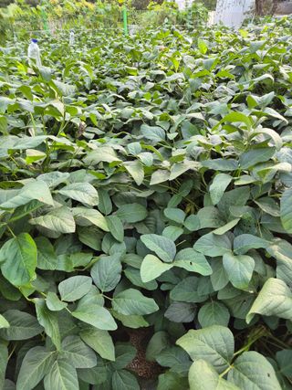 담디농원님의 콩 · 자유게시판 작성글 사진