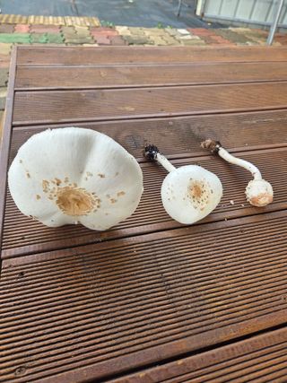 허투루님의 자유주제 · 자유게시판 작성글 사진