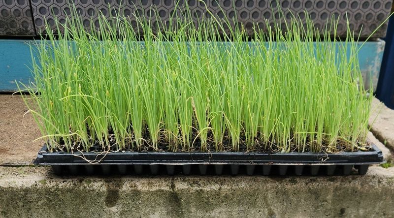 장터 상품 [장열대파모종 ( 꽃대 안올라오는)] 썸네일