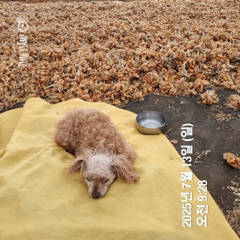 장터 상품 [쪽파 종구. 판매완료 ] 썸네일