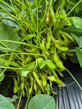 담디농원님의 콩 · 자유게시판 작성글 사진