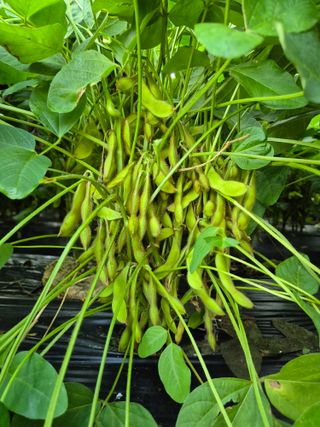 담디농원님의 콩 · 자유게시판 작성글 사진