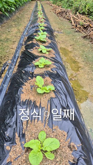 김진님의 자유주제 · 자유게시판 작성글 사진