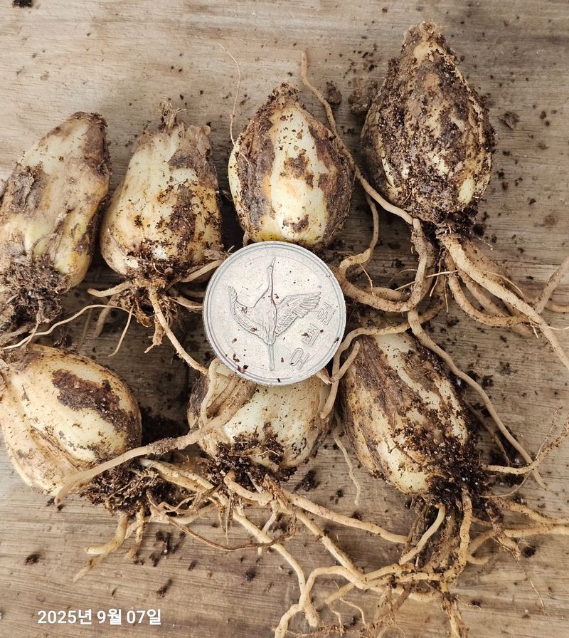 천지인야생화님의 장터 판매 상품 [토종 솔나리 구근 대품-5년생] 첨부 사진