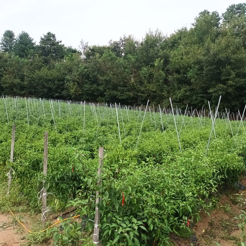 농사꾼 초보아들요님의 장터 판매 상품 [고추가루] 첨부 사진