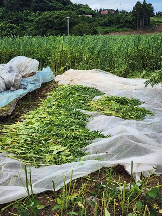 제주부자팜님의 자유주제 · 자유게시판 작성글 사진