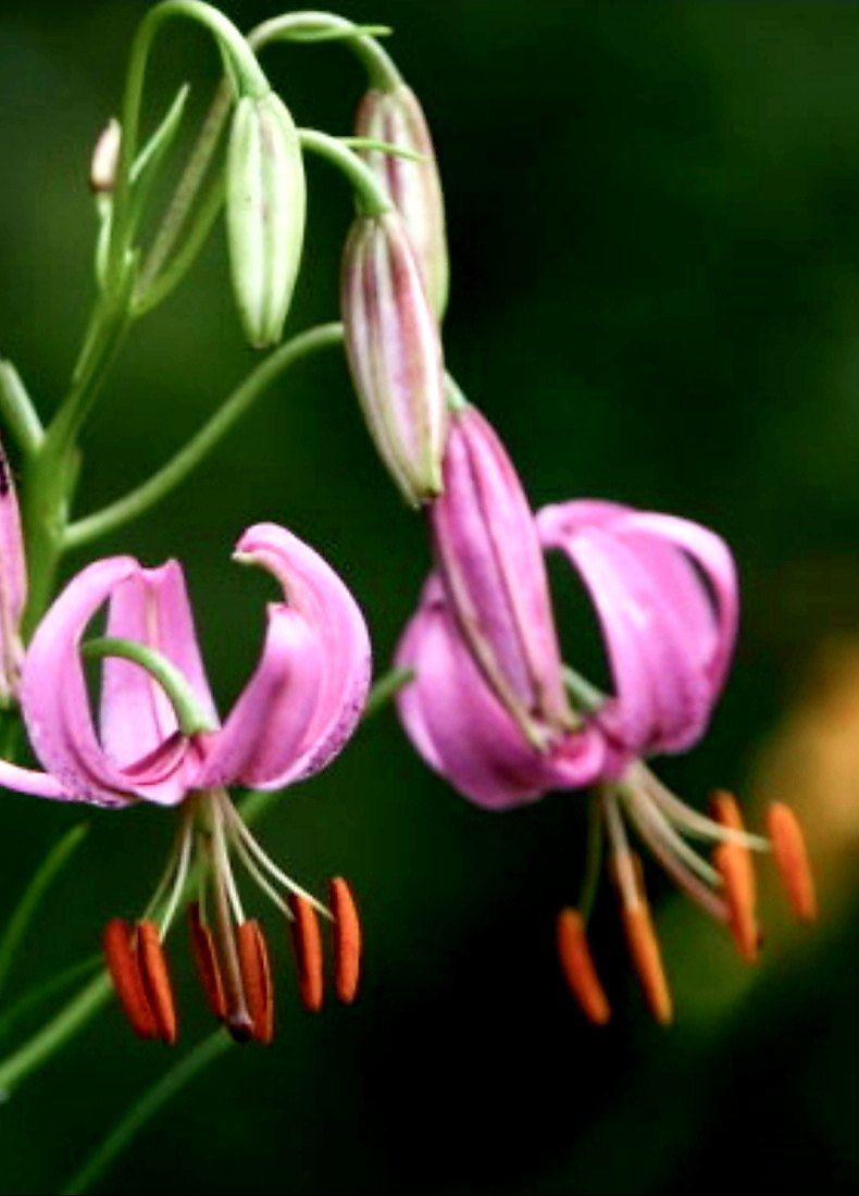 장터 상품 [토종 솔나리 구근 대품-5년생] 썸네일